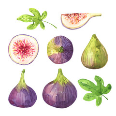Fig fruits watercolor illustration set - 540392421
