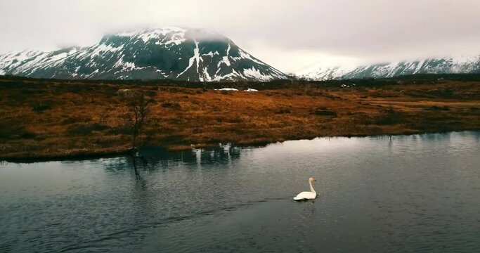 Aerial Panning Shot Of Idyllic View Of Duck Swimming In Sea By Snowy Mountains - Tromso, Norway