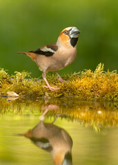 Adult Hawfinch sitting on the edge of water