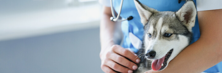 Veterinarian woman stroking and hug cute puppy husky © H_Ko