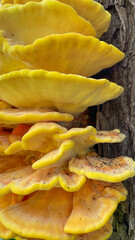 A bright orange sulpher shelf fungus close up. Laetiporus Sulphureus Bracket Fungus growing on a tree. Yellow Woody Shelves. Commonly known as the hen of the woods.