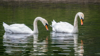 Fototapeta premium Two graceful white swans swim in the dark water.
