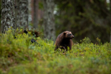 Fototapeta premium Wolverine in forest
