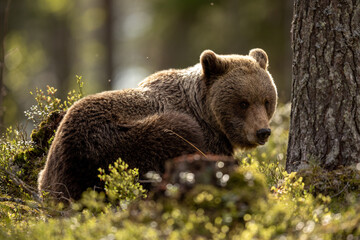 Obraz premium Brown bear in back light 
