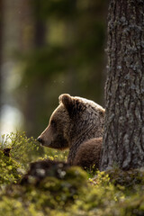 Fototapeta premium Brown bear in back light 