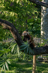 red panda