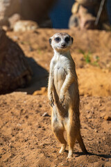 Meerkat, Suricata suricatta, on hind legs. Portrait of meerkat standing on hind legs with alert expression. Portrait of a funny meerkat sitting on its hind legs.