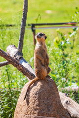 Fototapeta premium Meerkat, Suricata suricatta, on hind legs. Portrait of meerkat standing on hind legs with alert expression. Portrait of a funny meerkat sitting on its hind legs.