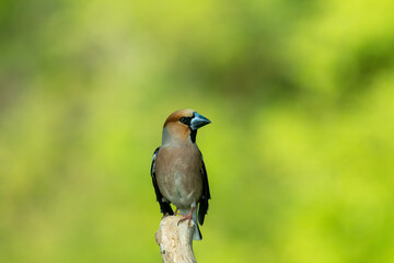 Adult Hawfinch sitting on the edge of water