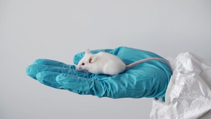 A scientist in blue gloves holding white abino lab laboratory mouse to conduct an experiment and...