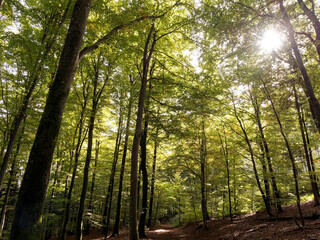 Fototapeta na wymiar Naturpark Südschwarzwald - Wandern im Hotzenwald. Hotzenpfad 'Schwarzwälder Genießerpfad' 