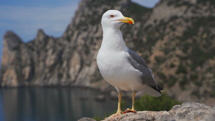 Funny seagull bird standing on the seashore close up