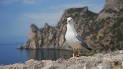 Fototapeta na wymiar Funny sea gull stands on a stone against the background of the sea coast, looks at the camera