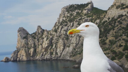 Funny seagull bird standing on a wooden pole by the sea looking around