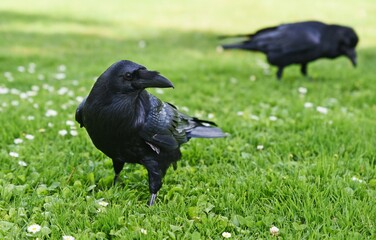 American ravens