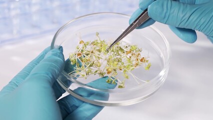 Research of GMO in the laboratory. A scientist in a modern laboratory conducts an experiment on plants.