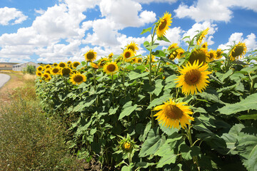 Sunflowers field under bright sunlight  in spanish community of  Andalusia. 