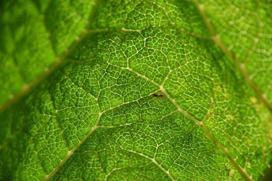 green leaf macro