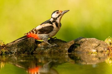Great Spotted Woodpecker (Dendrocopos major) in forest