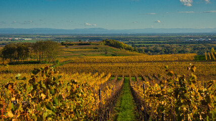 Herbst im Elsass bei Scharrachbergheim