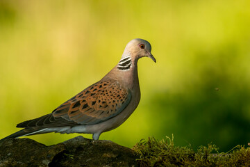 Turtle Dove in to the forest
