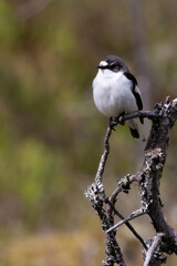 European pied flycatcher