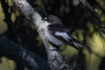 European pied flycatcher