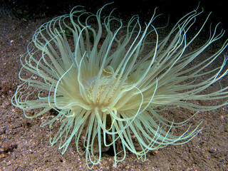 Tube anemone at night