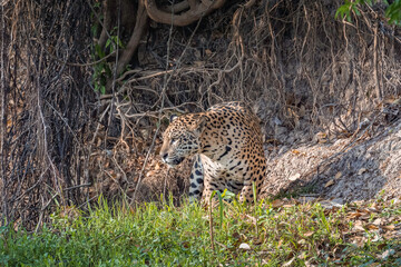 Naklejka na ściany i meble Jaguar on a river bank in the Pantanal