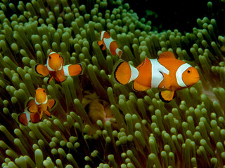 Family of anemonefish
