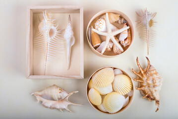 テーブルの上の貝殻と箱に入れた貝殻 - obrazy, fototapety, plakaty