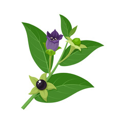 Vector illustration, Belladonna, which has another name Atropa belladonna or nightshade, isolated on white background. - obrazy, fototapety, plakaty