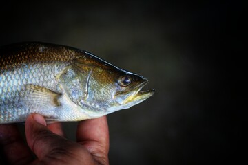 delicious asian seabass in hand in nice dark background HD