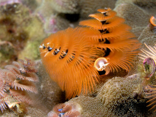 Christmas tree worm spirobranchus