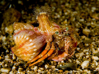 Hermit crab