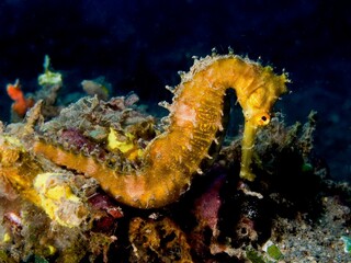 Seahorse