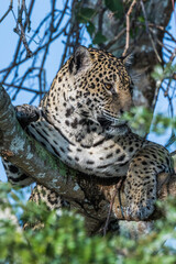 Jaguar in the fork of a tree in the Pantanal