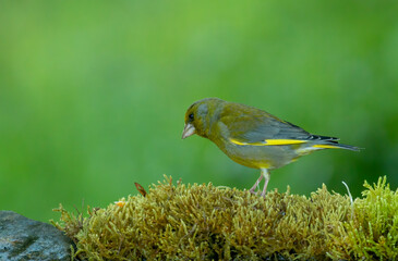 Common Greenfinch in to the forest