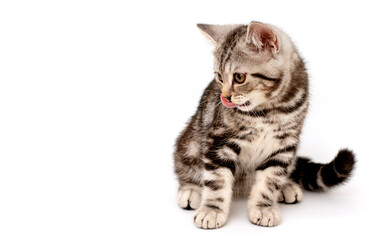Purebred marble British teenage cat color black marble on silver on a white background. The kitten is sitting on a white table with its tongue sticking out