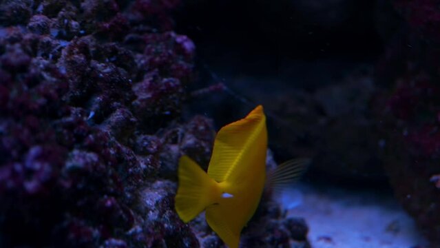 aquarium fishes: yellow tang with white spot