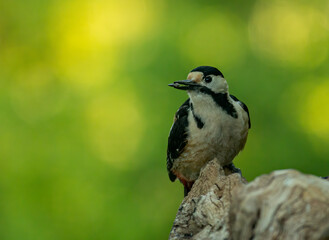 Great Spotted Woodpecker (Dendrocopos major) in forest