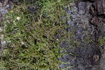 Moss cover on tree bark background. Close-up moss texture on tree surface