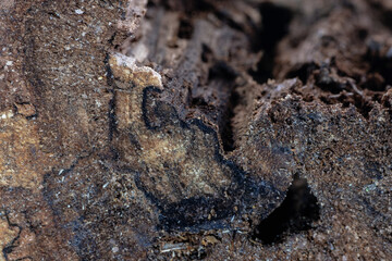 Raw and dry section of a dead tree trunk with cracks and insect holes creating textures closeup view for backgrounds