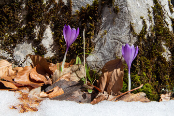 crocus flowers in the snow in the mountains