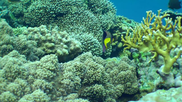 Bright and beautiful Regal angelfish (Pygoplites diacanthus) and other fish against the backdrop of a coral reef.