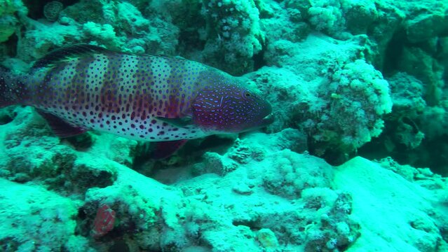 Large specimens of the Leopard Grouper (Plectropomus pessuliferus) usually occupy a permanent area of the seabed, which is guarded from other claimants.