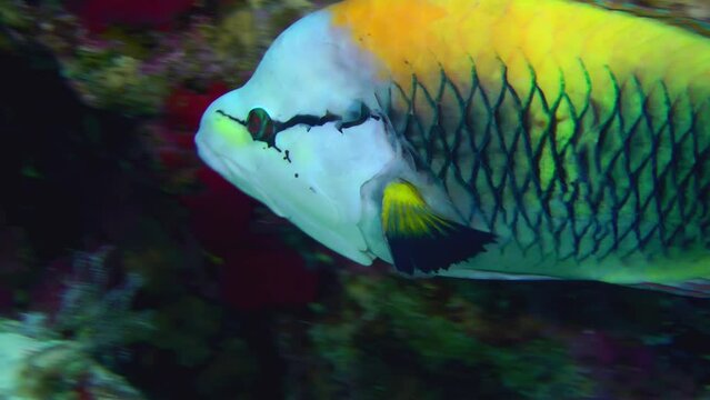 A brightly colored Sling-jaw wrasse (Epibulus insidiator) swims slowly against a coral reef, close-up.