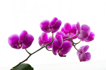 Fototapeta na wymiar purple orchid isolated on white