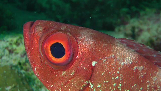 Close-up eye of Moontail bullseye (Priacanthus hamrur), detail, portrait.