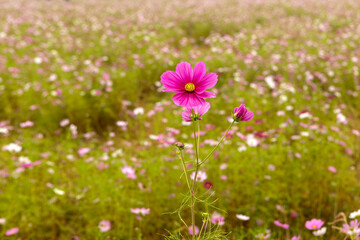 pink flowers in the field